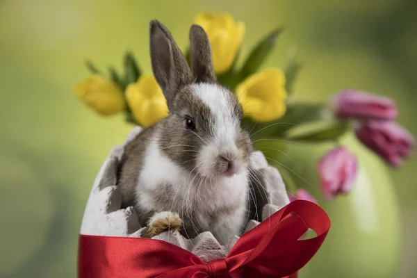 ウサギとイースターエッグ 緑色の背景でチューリップの花 — ストック写真
