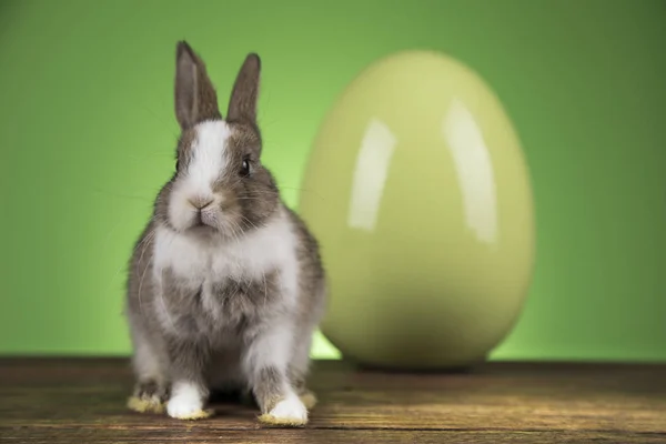 Piccolo Coniglio Bambino Carino Uova Pasqua — Foto Stock