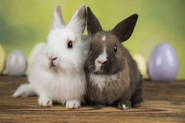 Petit Bébé Lapin Mignon Oeufs Pâques — Photo