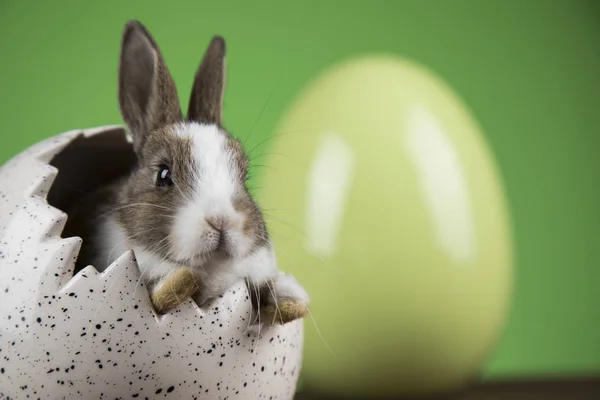 Konijntje Met Pasen Eieren Groene Achtergrond — Stockfoto
