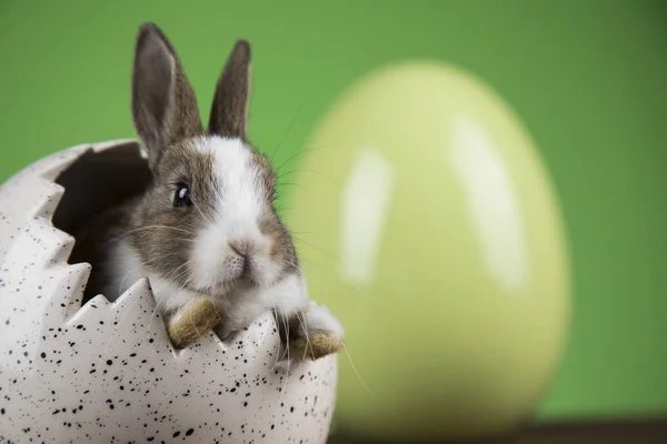 Lapin Avec Oeufs Pâques Sur Fond Vert — Photo