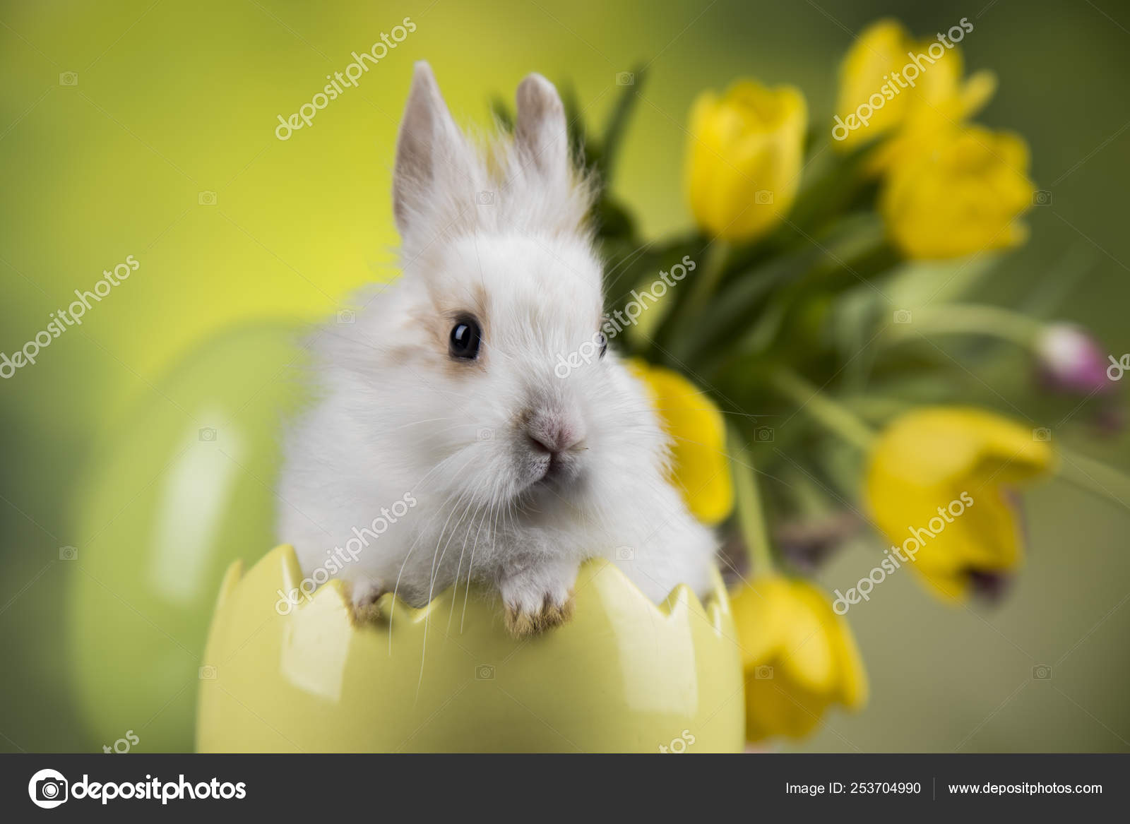 うさぎの赤ちゃん 卵チューリップの花背景の ストック写真 C Janpietruszka