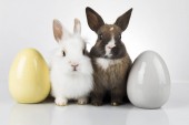 Húsvéti állat ünnep, és tojásfehérje háttér
