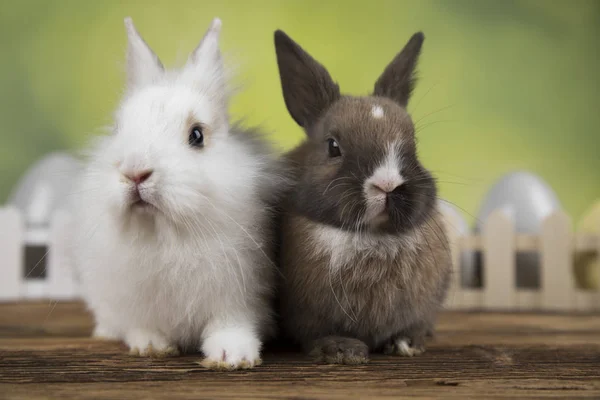 Frohe Ostern Baby Hase Hase Und Auf Grünem Hintergrund — Stockfoto