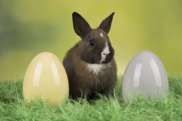 Conejo Conejo Huevos Pascua Sobre Fondo Verde —  Fotos de Stock