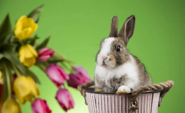 复活节假期 有鸡蛋 鲜花和兔子 — 图库照片