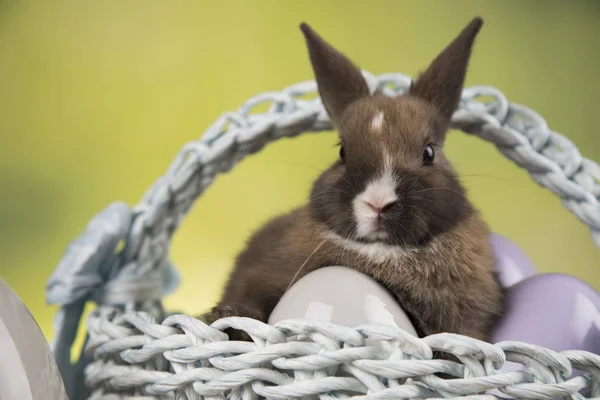 バスケットの背景を持つ小さなウサギ — ストック写真