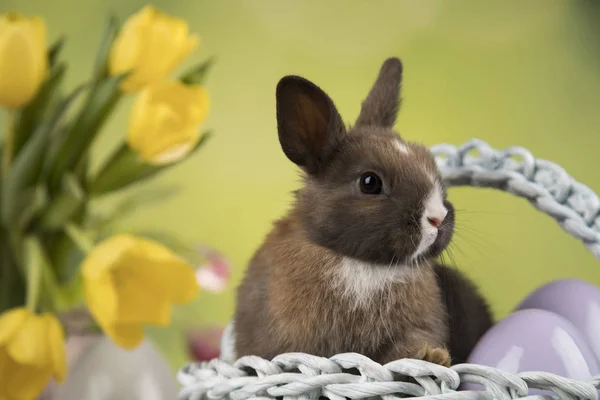 Vacaciones Pascua Con Huevos Flores Conejito —  Fotos de Stock