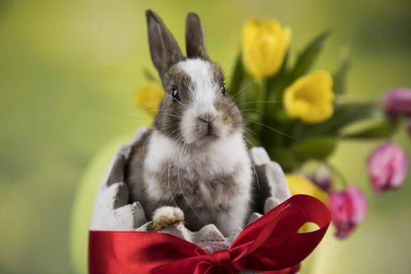 Bebê Coelho Ovo Tulipa Flores Fundo — Fotografia de Stock