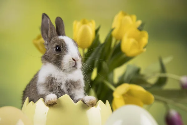 Ovos Coelho Páscoa Flor Tulipa Fundo Verde — Fotografia de Stock