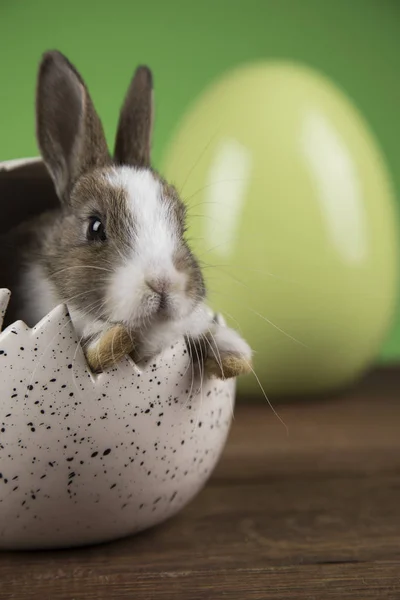 Conejo Con Huevos Pascua Sobre Fondo Verde —  Fotos de Stock