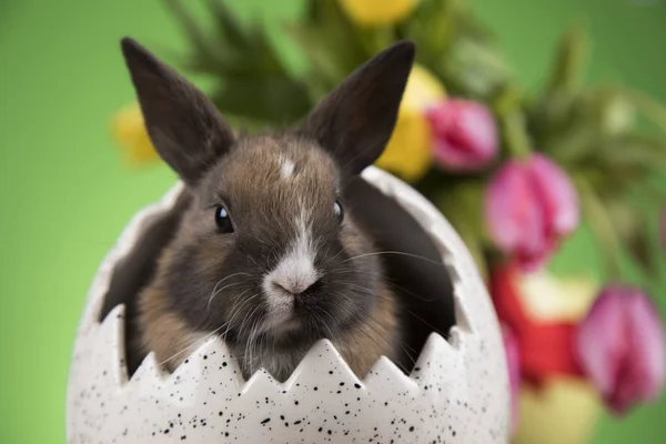 Vacaciones Pascua Con Huevos Flores Conejito — Foto de Stock