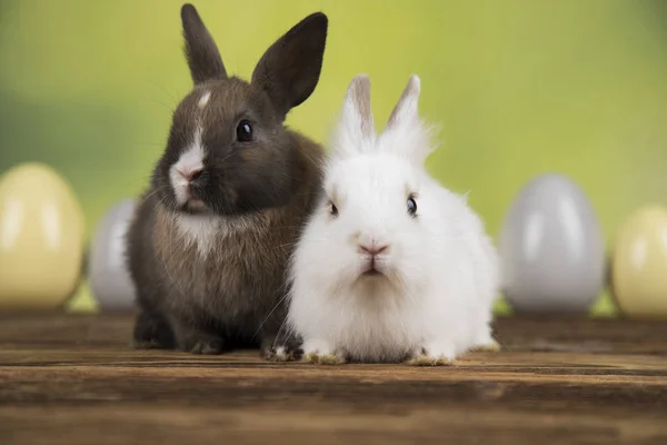 Bunny Kanin Och Påsk Ägg Grön Bakgrund — Stockfoto