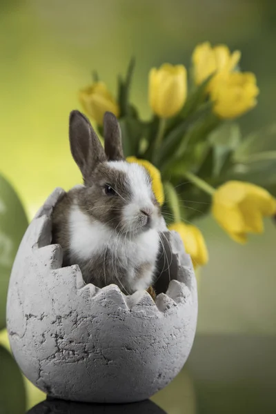 Tavaszi Baby Bunny Tulipán Virág Háttér — Stock Fotó