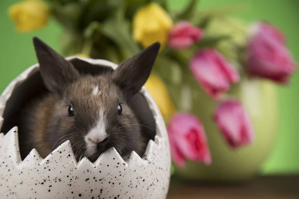 Nyúl Húsvéti Tojás Tulipán Virág Zöld Háttér — Stock Fotó