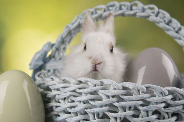 Little Bunny Basket Background — Stock Photo, Image