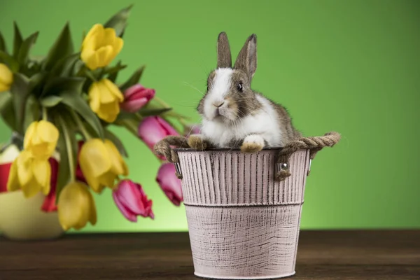 Kaninchen Und Ostereier Und Tulpenblume Vor Grünem Hintergrund — Stockfoto