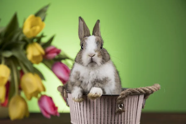 Osterfest Mit Eiern Blumen Und Hasen — Stockfoto