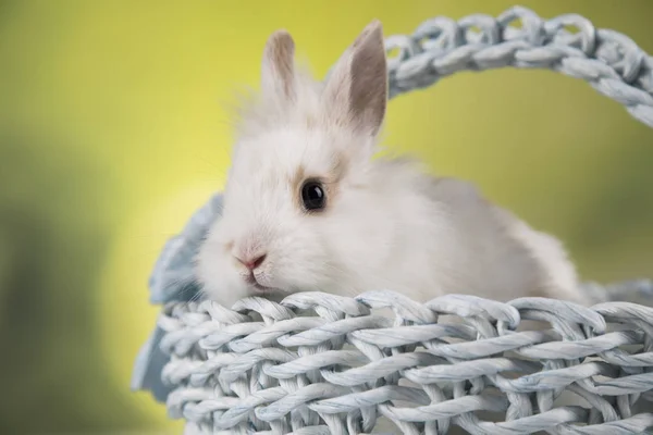 有篮子背景的小兔子 — 图库照片