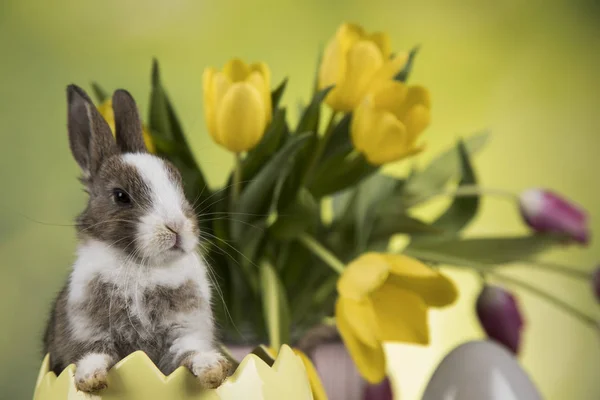 Conejo Huevos Pascua Flor Tulipán Fondo Verde —  Fotos de Stock