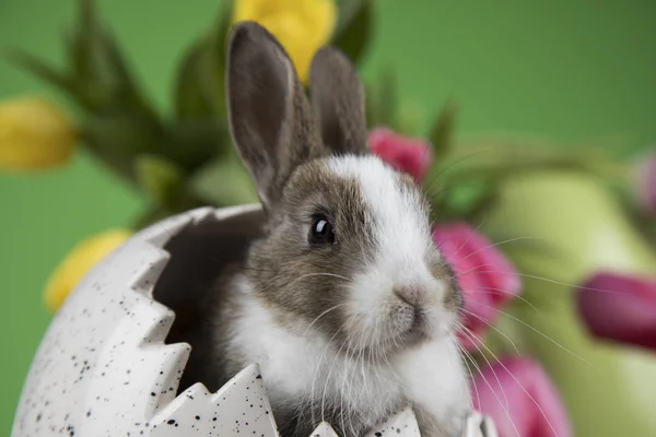 ウサギとイースターエッグ 緑色の背景でチューリップの花 — ストック写真