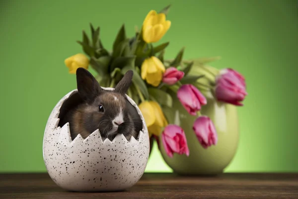 Baby Bunny Och Ägg Tulpan Blommor Bakgrund — Stockfoto