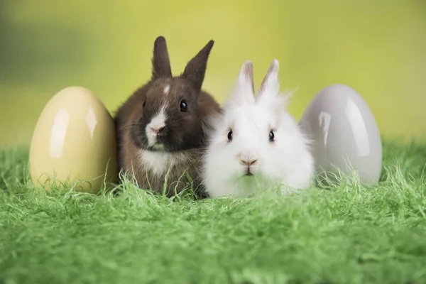 Conejo Conejo Huevos Pascua Sobre Fondo Verde — Foto de Stock