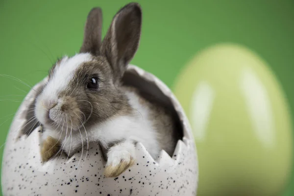緑の背景のウサギ ウサギ イースターの卵 — ストック写真