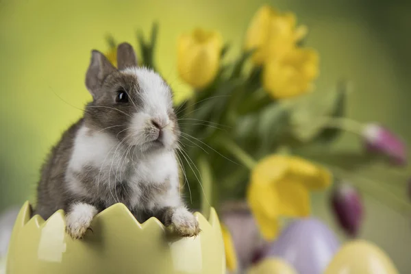 Święta Wielkanocne Jaja Kwiaty Bunny — Zdjęcie stockowe