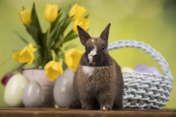 Yumurta Çiçek Bunny Paskalya Tatili — Stok fotoğraf