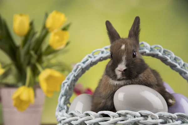 Bebeği Tavşan Yumurta Tulip Çiçek Arka Plan Üzerinde — Stok fotoğraf