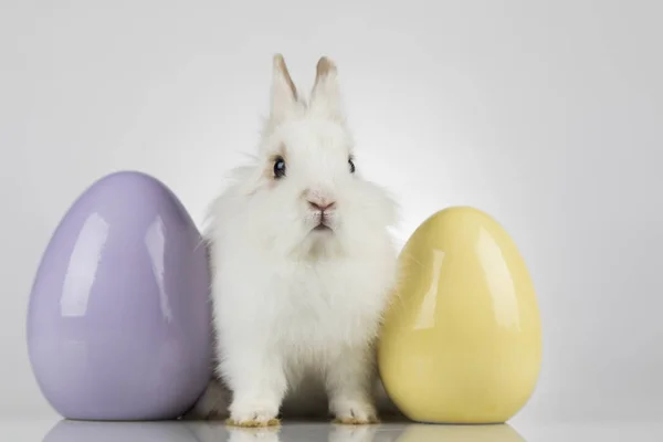 Pequeño Conejo Bebé Lindo Huevos Pascua Fondo Blanco —  Fotos de Stock