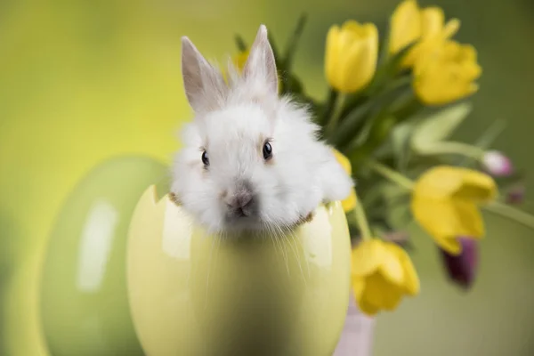 Kaninchen Und Ostereier Und Tulpenblume Vor Grünem Hintergrund — Stockfoto