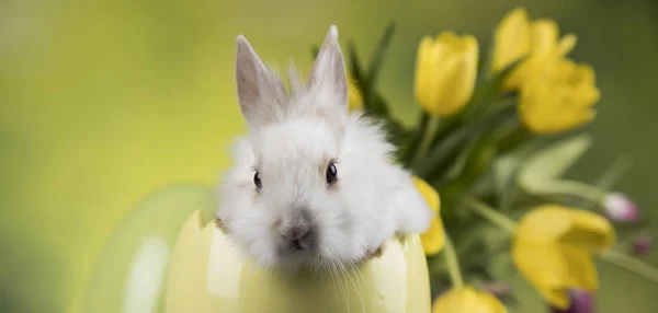 Весняний Кролик Квітковий Фон Тюльпана — стокове фото