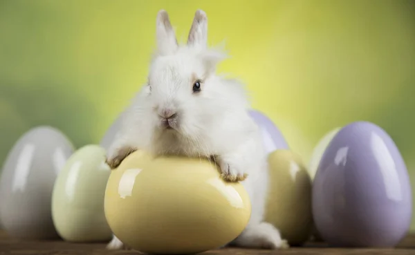 背景が緑色の卵のイースターのウサギ — ストック写真