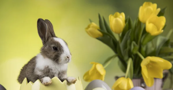 Påsk Ägg Blommor Och Bunny — Stockfoto