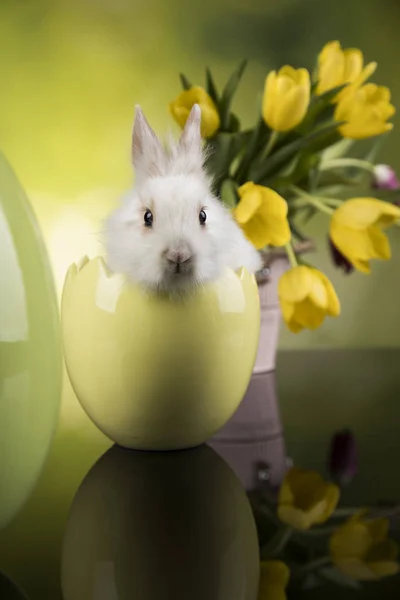 Tavaszi Baby Bunny Tulipán Virág Háttér — Stock Fotó