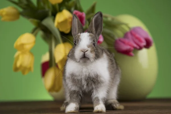 Vacaciones Pascua Con Huevos Flores Conejito —  Fotos de Stock