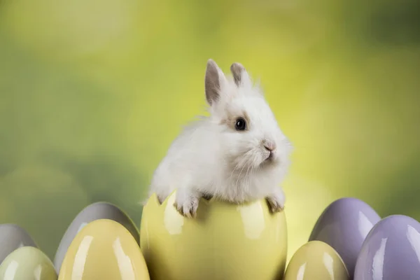 Coniglietto Con Uova Pasqua Sfondo Verde — Foto Stock