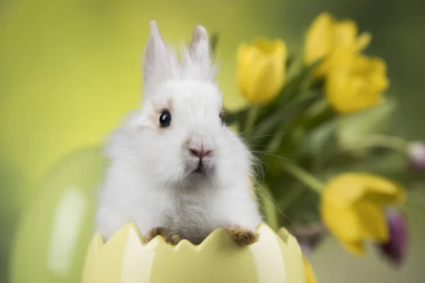 Paasvakantie Met Eieren Bloemen Bunny — Stockfoto