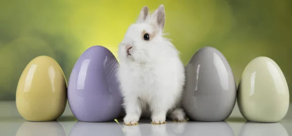 Маленький Милий Кролик Великодні Яйця — стокове фото