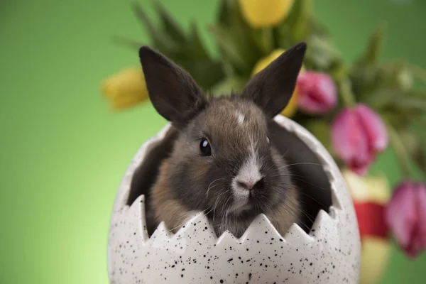 Kanin Och Ägg Påsk Och Tulip Blomma Grön Bakgrund — Stockfoto