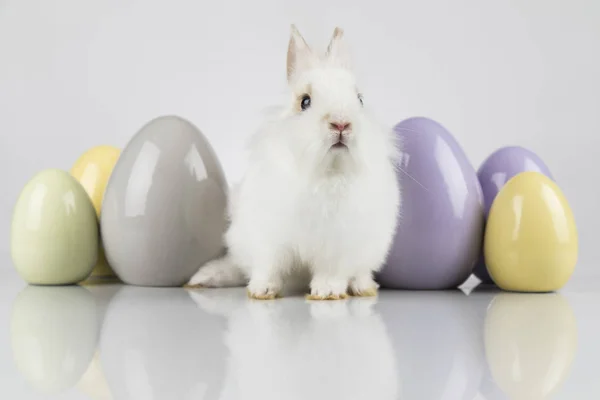 Pasqua Vacanza Animale Uova Sfondo Bianco — Foto Stock