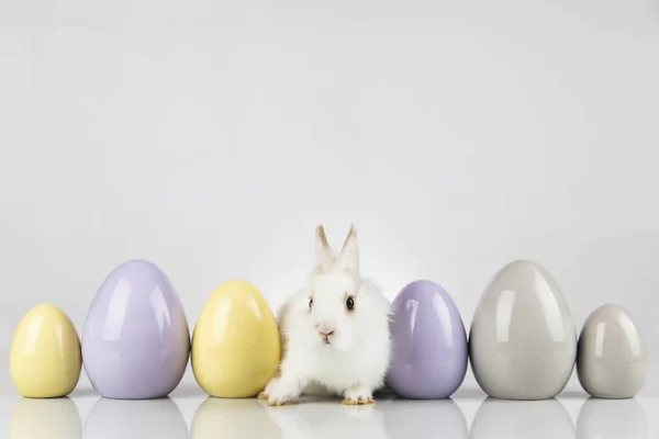 부활절 동물의 휴일과 달걀흰 — 스톡 사진
