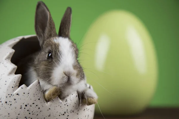 Veselé Velikonoce Baby Bunny Králíků Vajec Zeleném Pozadí — Stock fotografie