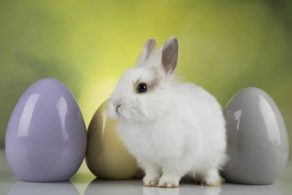 Bunny Rabbit Easter Eggs Green Background — Stock Photo, Image