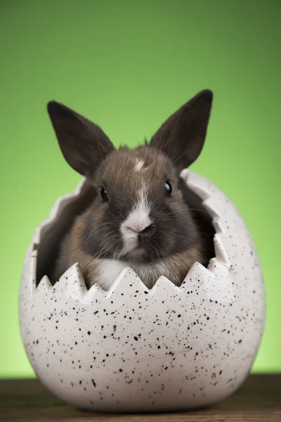 Bunny Paskalya Ile Yeşil Arka Plan Üzerinde Yumurta — Stok fotoğraf