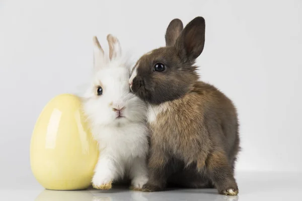 Kleines Kaninchen und Ostereier, weißer Hintergrund — Stockfoto