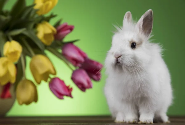 Pasen decoratie, konijnen, eieren en bloemen — Stockfoto