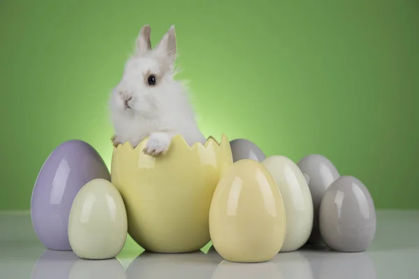 Konijn, konijn en Pasen eieren op groene achtergrond — Stockfoto